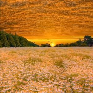 Meet your Posher, Sydney